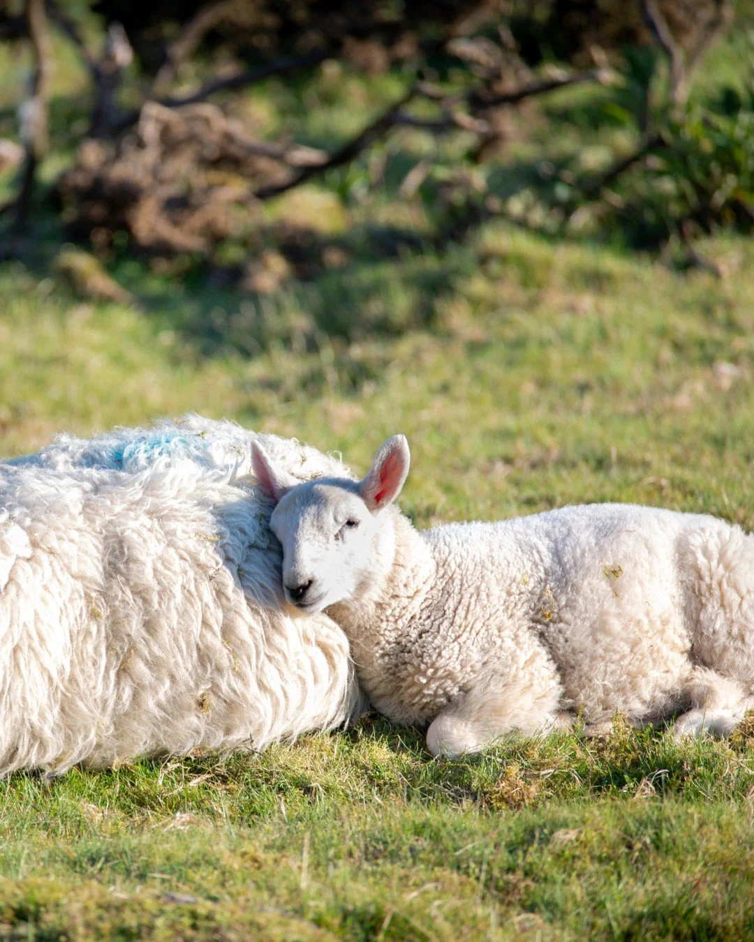 As the year draws to a close, we&rsquo;re taking a moment to pause and reflect on everything we&rsquo;ve achieved together.

Thanks to your compassion and support, we&rsquo;ve made real progress for animals in 2025. None of it would be possible witho