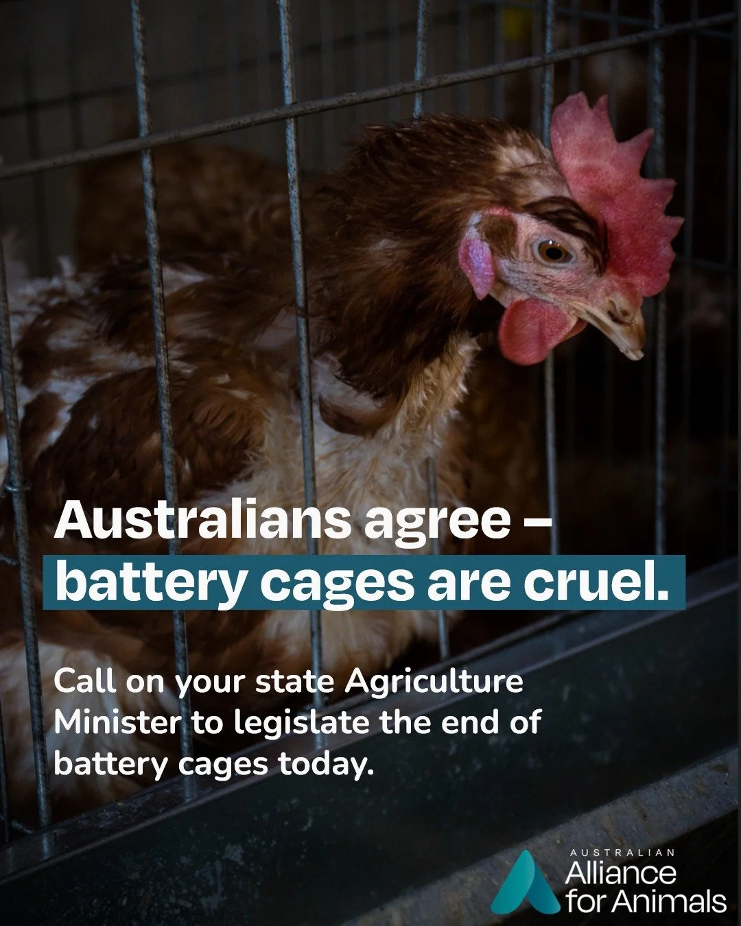 Australia is so close to finally phasing out battery cages &ndash; but progress has stalled.

In 2023, every state Agriculture Minister agreed to the updated national standard. Yet NSW, SA, Queensland, Victoria, and Tasmania have still not introduced