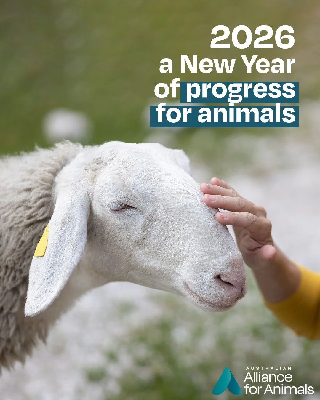 New year, same mission: 
&bull; To lead law and policy reform to create new systems of animal welfare governance. 
&bull; To ensure transparency and accountability for decisions affecting animals. 
&bull; To bring allies together to strengthen the re
