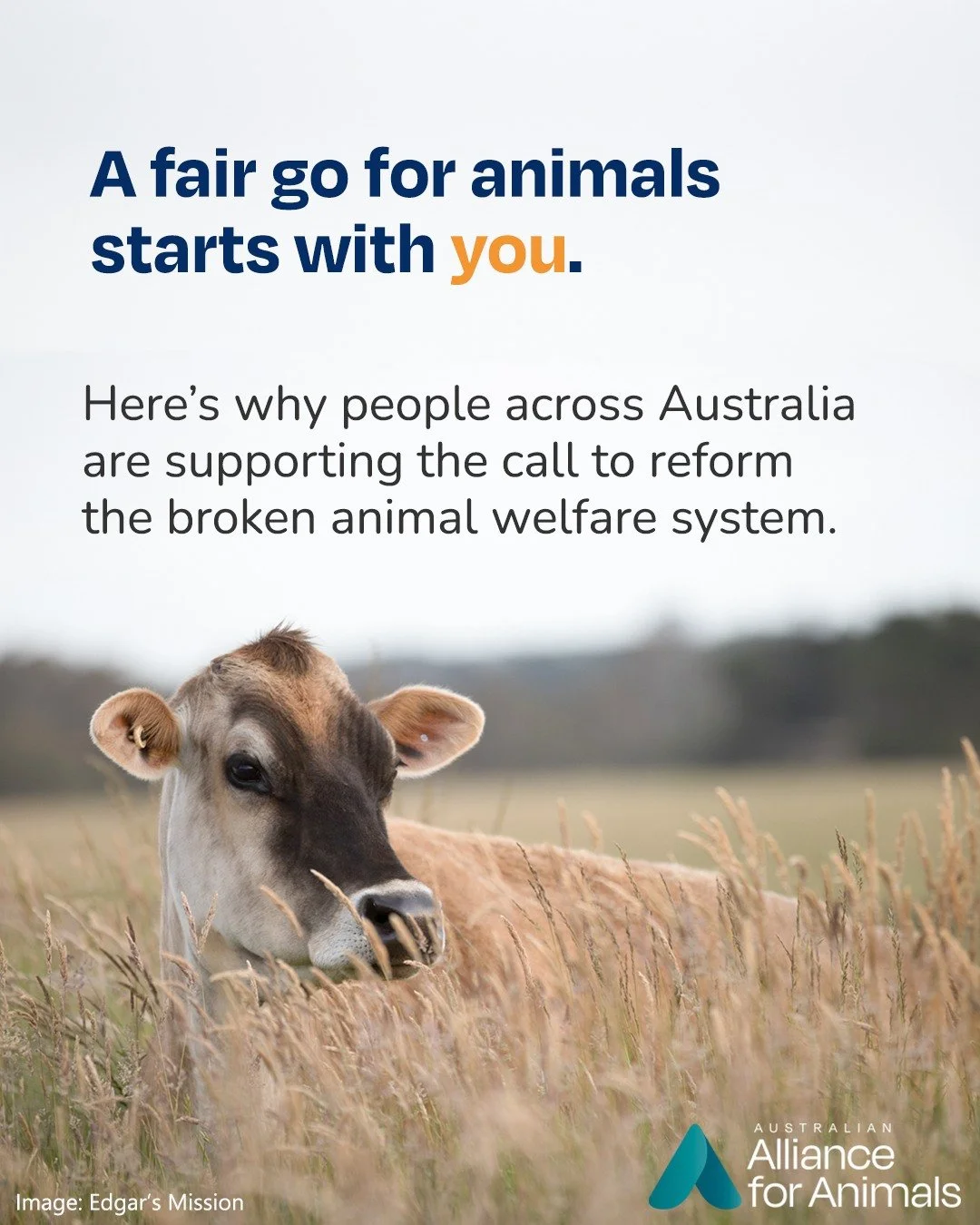Thousands have already spoken up for a fairer Australia for animals &ndash; one where their welfare is at the heart of every policy decision. Here&rsquo;s what they had to say.

Help change the broken system today: www.fairgoforanimals.org.au