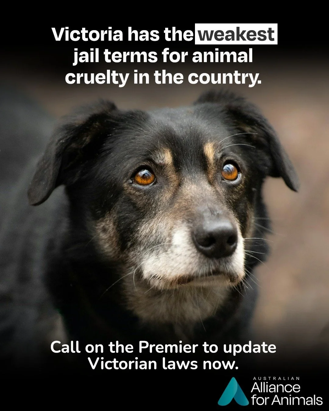 Right now, Victoria has the lowest maximum jail sentence for animal cruelty in Australia.

While courts in South Australia can impose sentences of up to 10 years, Victoria remains capped at just 2 years under laws written in the 1980s.

The Victorian