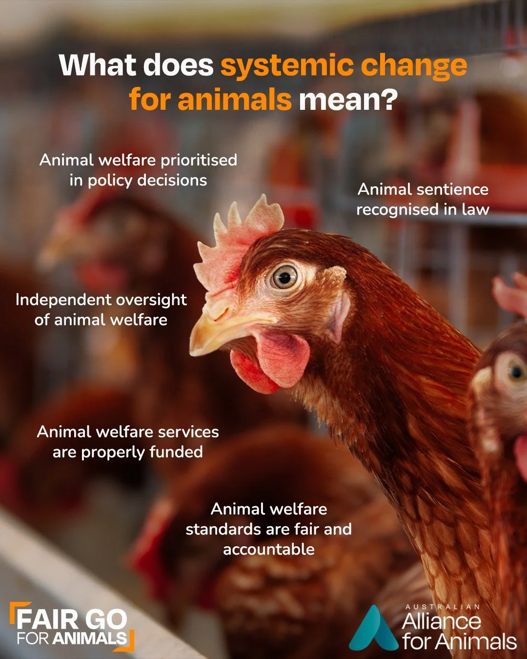 Australia believes in a fair go &ndash; but animals are still being left behind.

Our current system is failing animals, with industry influence outweighing science and community expectations. 

The Fair Go for Animals reforms can change this, buildi