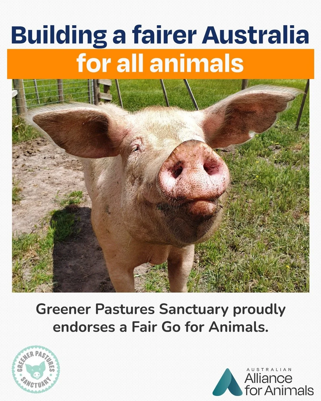 We&rsquo;re proud to have @greenerpasturessanctuary as a Fair Go for Animals ally.

For years, Greener Pastures has provided safety, compassion, and a second chance to animals failed by the current system. Their endorsement reflects a growing call fr