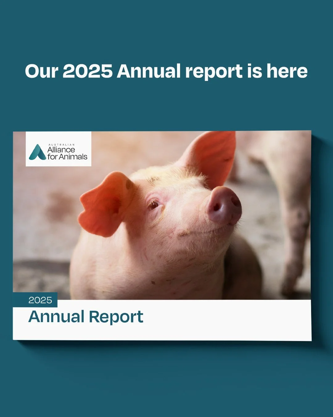 Progress for animals is happening.

Our 2025 Annual Report is here &ndash; highlighting the moments, momentum, and reform efforts that helped move animal welfare forward over the past year.

From advocacy inside parliament to stronger sector collabor