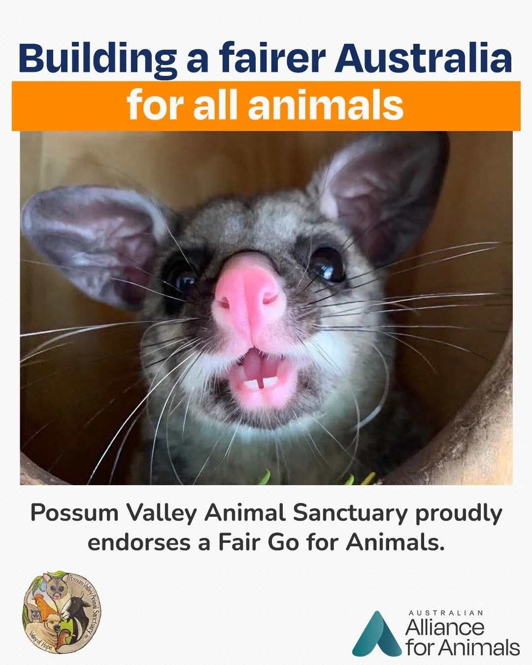 Possum Valley Animal Sanctuary has become a Fair Go for Animals ally!

Home to more than 300 rescued animals, Possum Valley sees firsthand the compassion, care, and systemic change animals desperately need. Their endorsement reflects a growing moveme