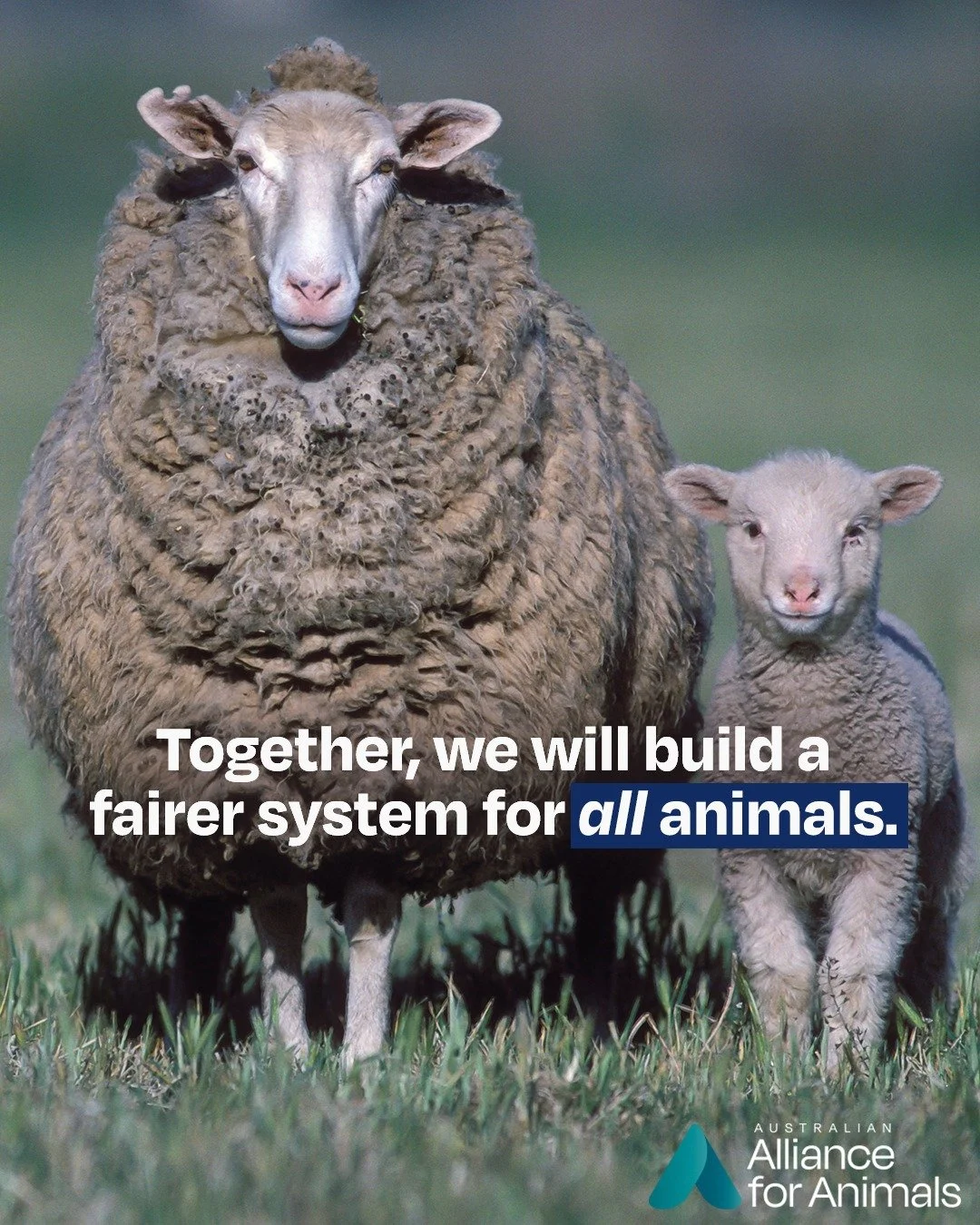 Every animal deserves to be treated with compassion and respect. 

That's why we're focused on transforming the broken animal welfare system. From ending battery cages to ensuring animals have an independent voice in government, your support is what 