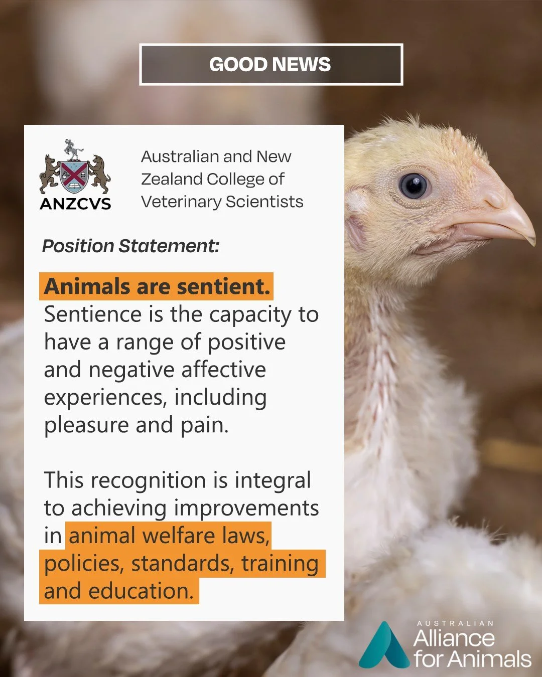 Australia&rsquo;s leading veterinary scientists have formally recognised animal sentience.

This means acknowledging that animals &ndash; including vertebrates, octopuses, and crabs &ndash; experience both pleasure and pain. 🦀🐕

This isn&rsquo;t ju