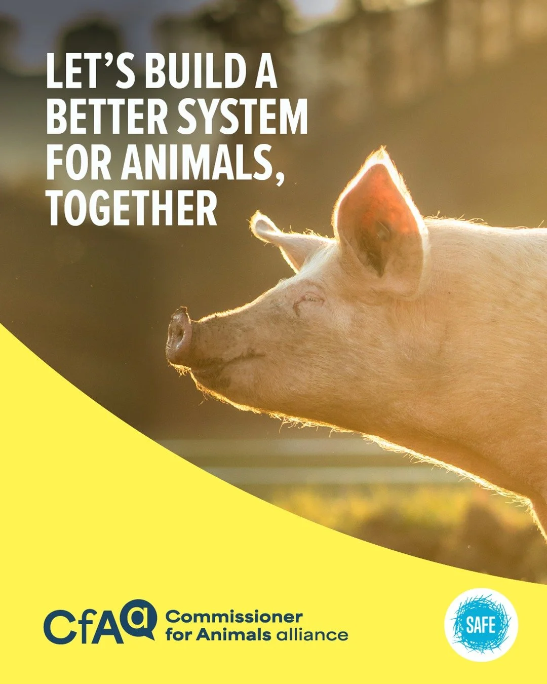 SAFE is taking the call for animal justice to the steps of Parliament.

Over 30,000+ people have joined their call for a Commissioner for Animals in Aotearoa, and next month they&rsquo;re gathering to celebrate the handover of the petition.

Just lik