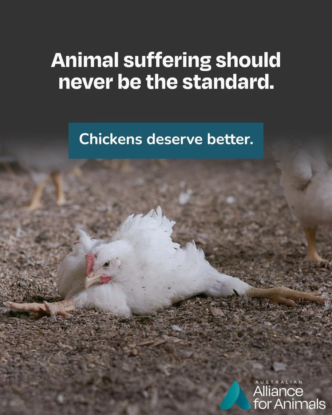 Did you know that 700 million chickens are raised for meat in Australia every year?

The issue isn't just about one farm; it&rsquo;s about the laws that govern them all. Right now, our system allows the breeding of chickens that grow so fast their bo
