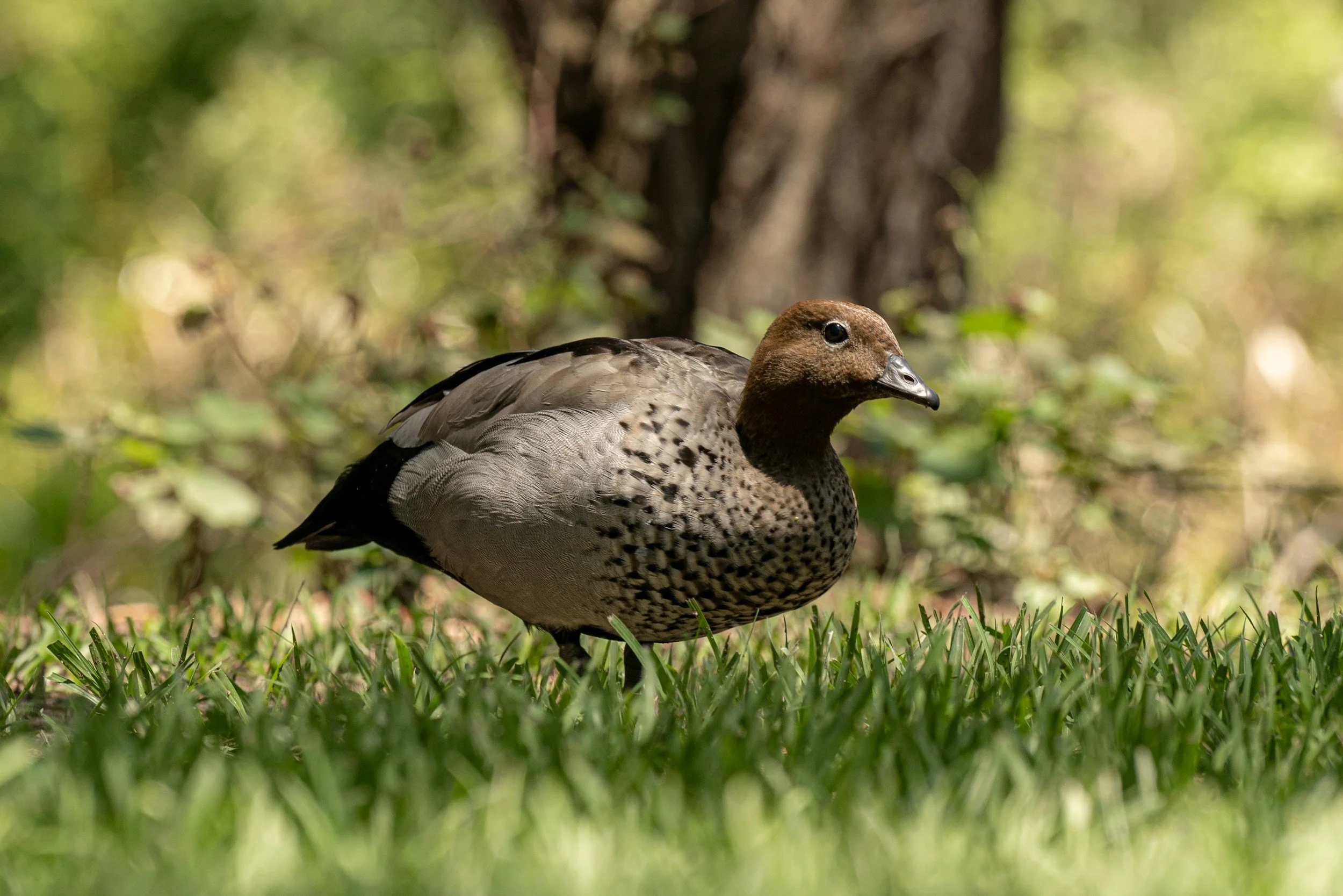 Close up of a female Australian wood duck walking through green grass.