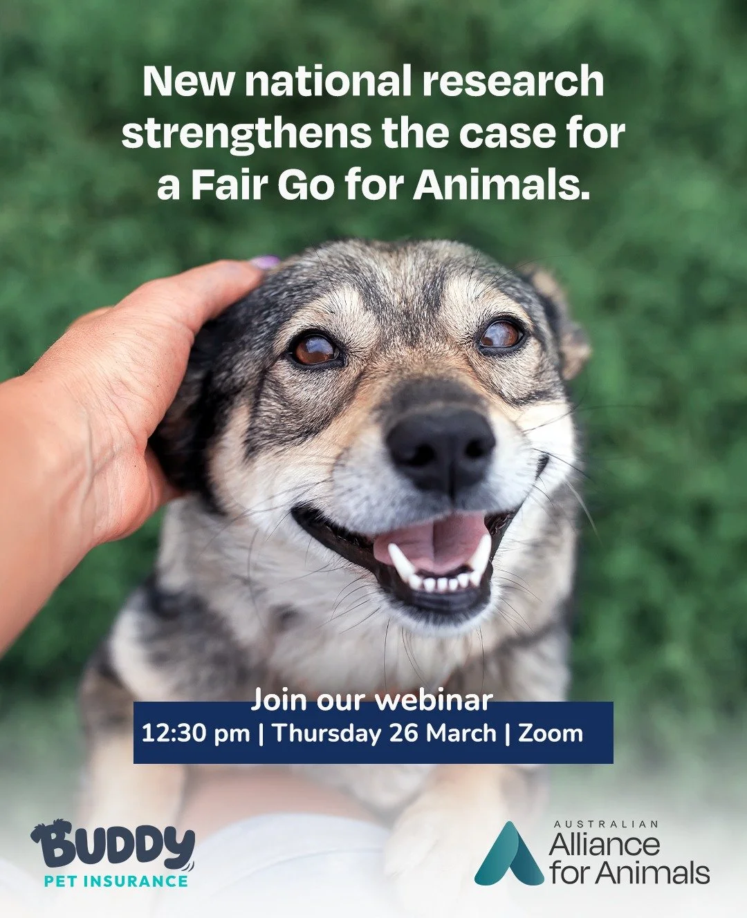 Australians care deeply about animals &ndash; but do our laws, systems, and decision-making processes reflect that?

Join our upcoming webinar, where we&rsquo;ll share new independent national research into what Australians believe about animal welfa