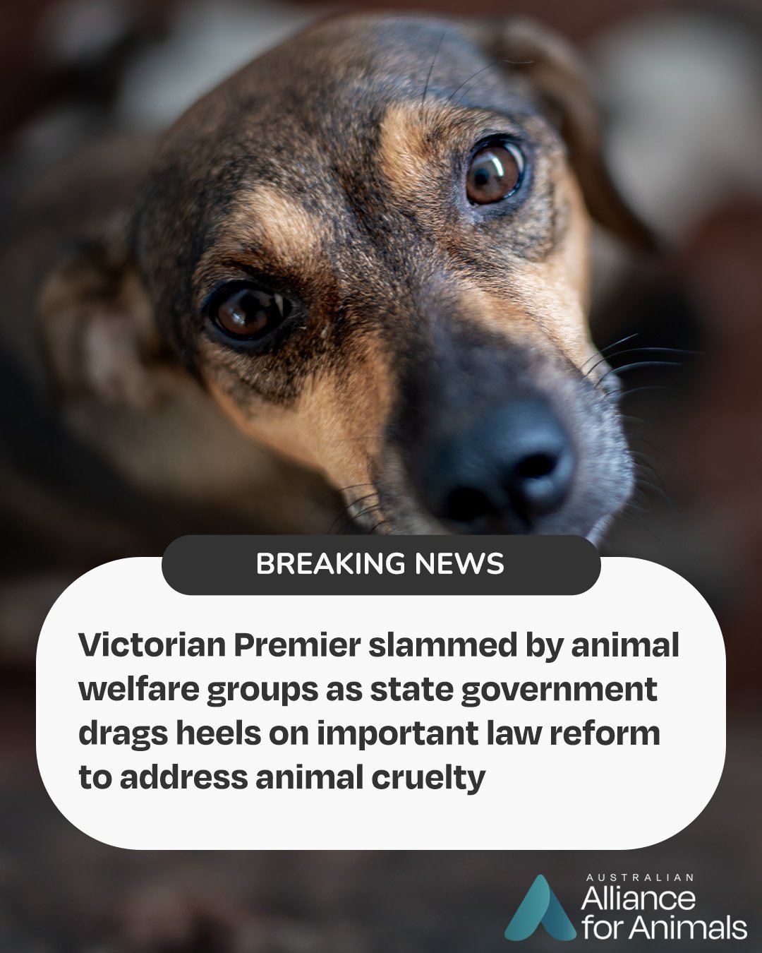 The Victorian Government committed to modernise the state&rsquo;s outdated animal welfare laws &mdash; now, that promise is at risk.

With laws nearly 40 years old, every delay leaves animals without the protections they need.

Together with our core