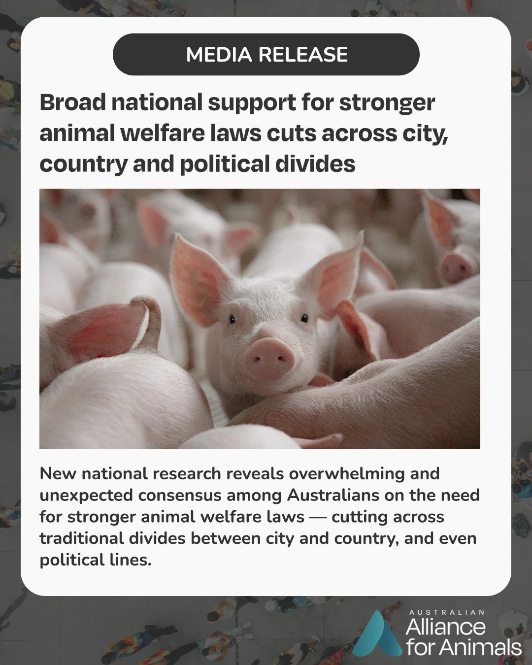 Australians agree: stronger animal welfare laws are needed &ndash; and the support cuts across city, country and political divides.

Today, the Alliance for Animals released new national research which shows broad backing for:
&bull; recognising anim