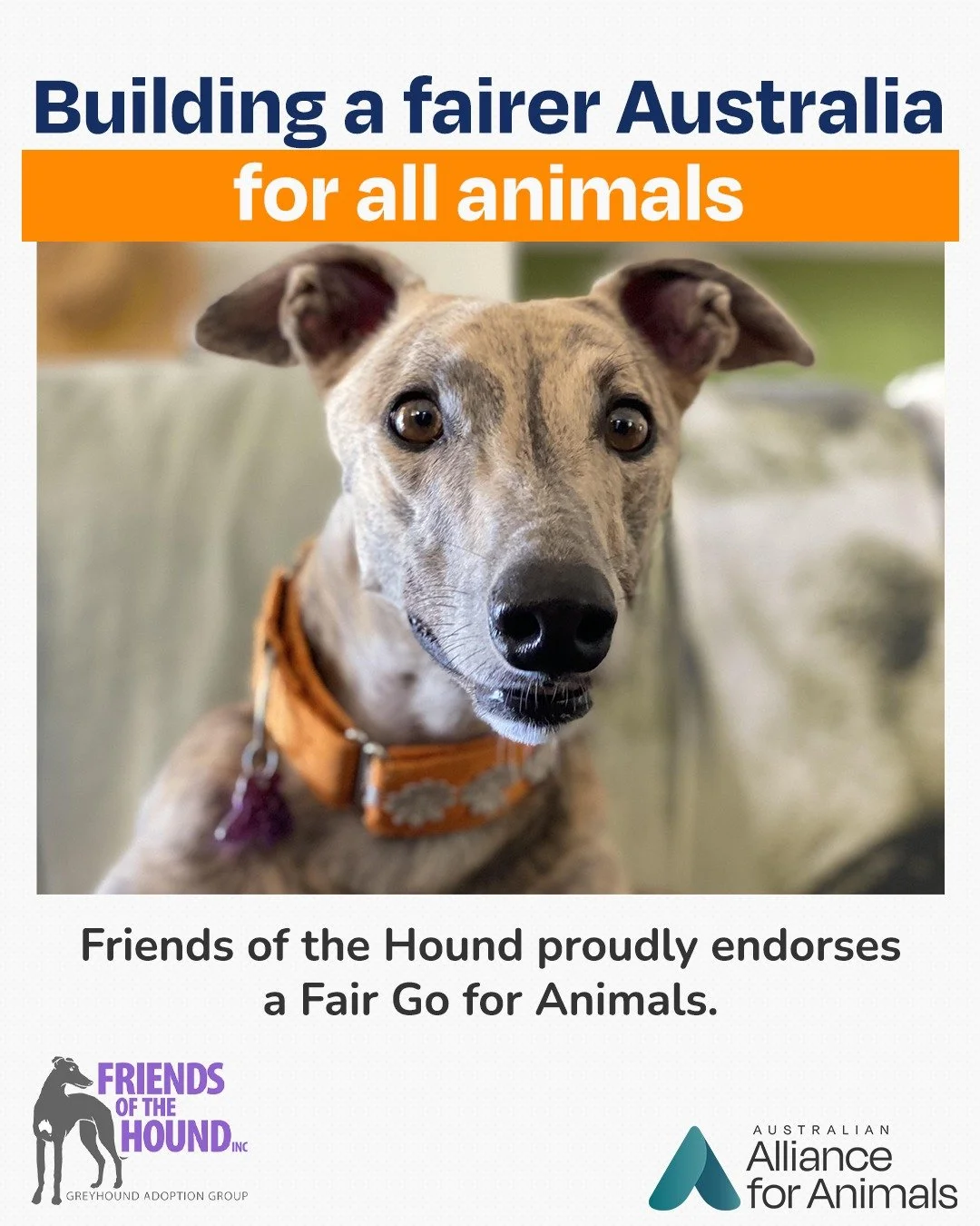We&rsquo;re proud to welcome @friends_of_the_hound as a Fair Go for Animals ally.

For more than two decades, this volunteer-led rescue has been giving greyhounds a second chance &mdash; rescuing dogs from racing, pounds and shelters, and helping the