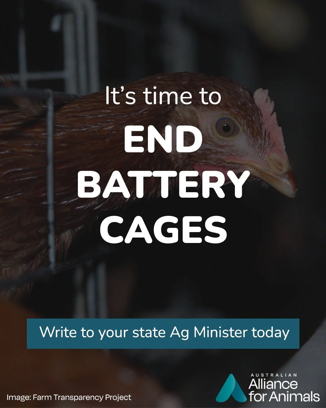 Battery cages are cruel &ndash; yet, they're still legal. 

Despite all states agreeing to phase them out, we are still waiting for them to update legislation.

Your voice can help change that. Write to your state Minister today and call for an end t