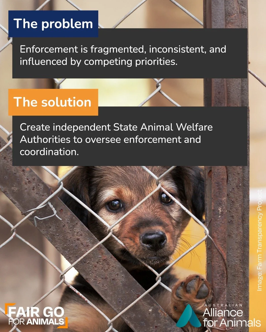 Animal welfare laws are enforced by multiple agencies, from police to the RSPCA and agriculture departments. Without a central, dedicated authority, inconsistencies in enforcement, gaps in accountability, and uneven outcomes for animals arise.

The F