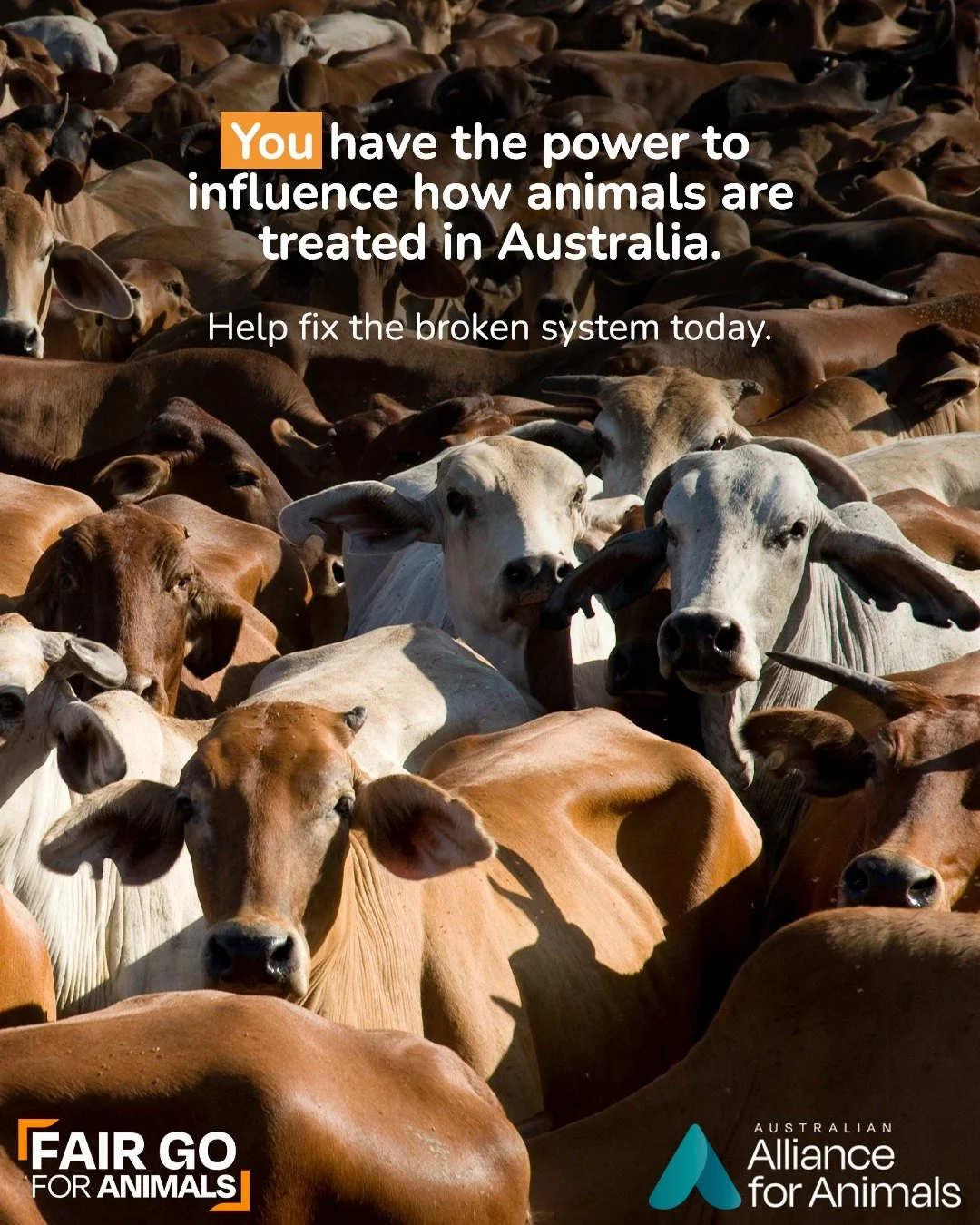 In Australia, the systems meant to protect animals are falling short &ndash; but they don&rsquo;t have to stay that way. By speaking up, contacting decision-makers, and pushing for reform, you can help create lasting change for animals across Austral