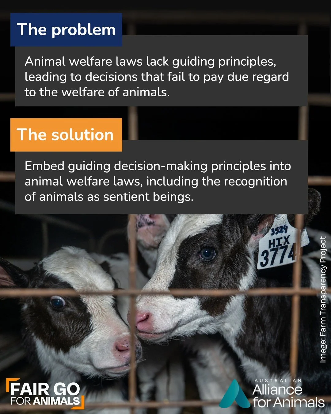 In Australia, animal welfare policy decisions are made in the absence of clear legislative principles.

Under the current laws:
&bull; There are no consistent principles guiding decisions about animal welfare
&bull; Standards of protection and care v