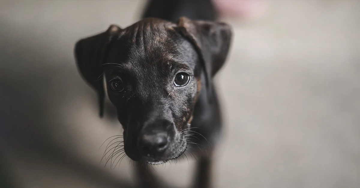 NSW Government Animal Welfare Reforms Fall Short of Promised Changes