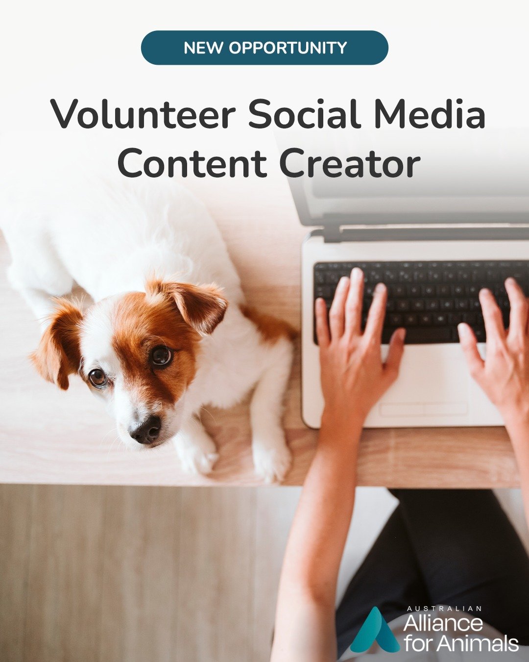 We're looking for a Volunteer Social Media Content Creator to support our growing campaigns and communications work.

This is a rare opportunity to contribute directly to a national movement pushing for stronger animal welfare laws and systemic refor