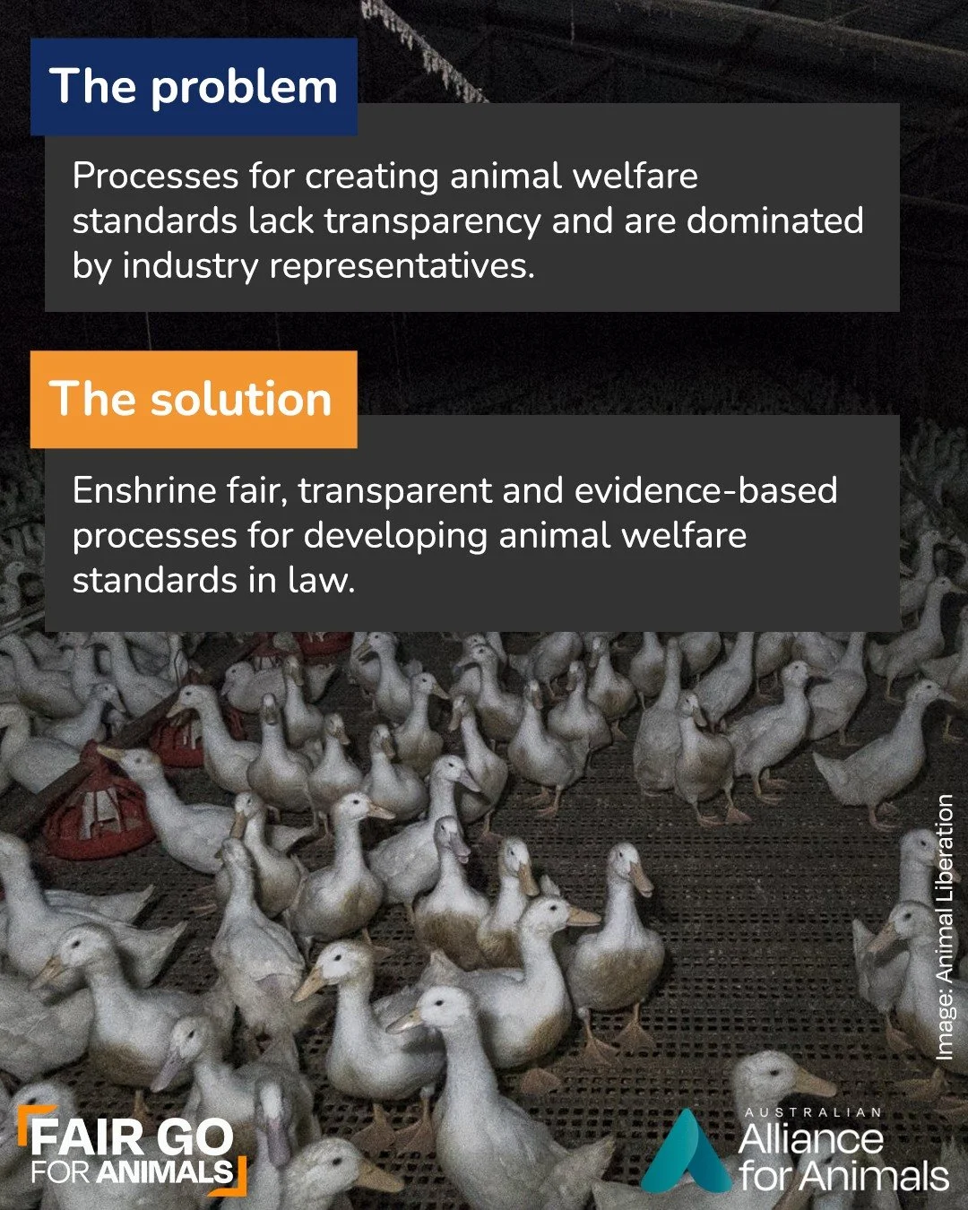 National animal welfare standards determine how the majority of animals in Australia are treated, yet the process behind how they are set lacks transparency and is often dominated by industry interests.

Without a clear, formalised standards developm