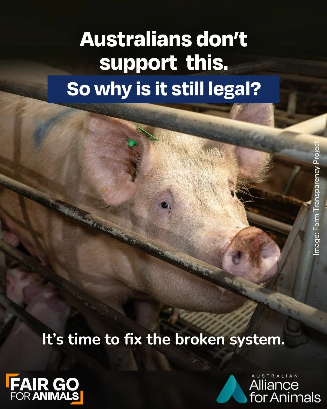 Most Australians consider confining animals to cages or crates an act of cruelty, yet practices like this are still legal across Australia.

This is because our animal welfare system is outdated and heavily shaped by commercial interests favouring pr