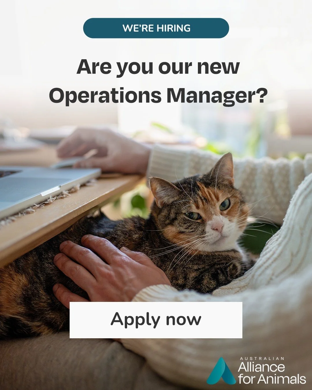 Exciting news &ndash; we&rsquo;re hiring!

The Australian Alliance for Animals is growing, and we are looking for an experienced Operations Manager to oversee our internal systems, improve our efficiency, and help deliver on our mission for animals. 