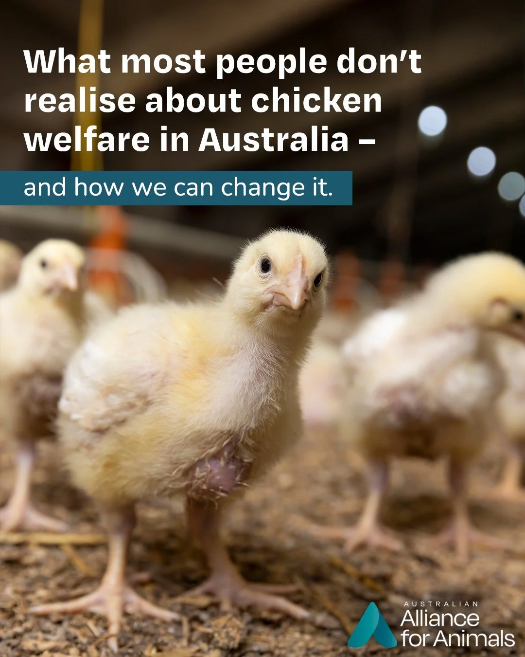 Millions of chickens raised for meat in Australia continue to suffer in our farming systems.

The Better Chicken Commitment offers a practical, evidence-based pathway to improve welfare standards and reduce suffering.

But Australian businesses are l