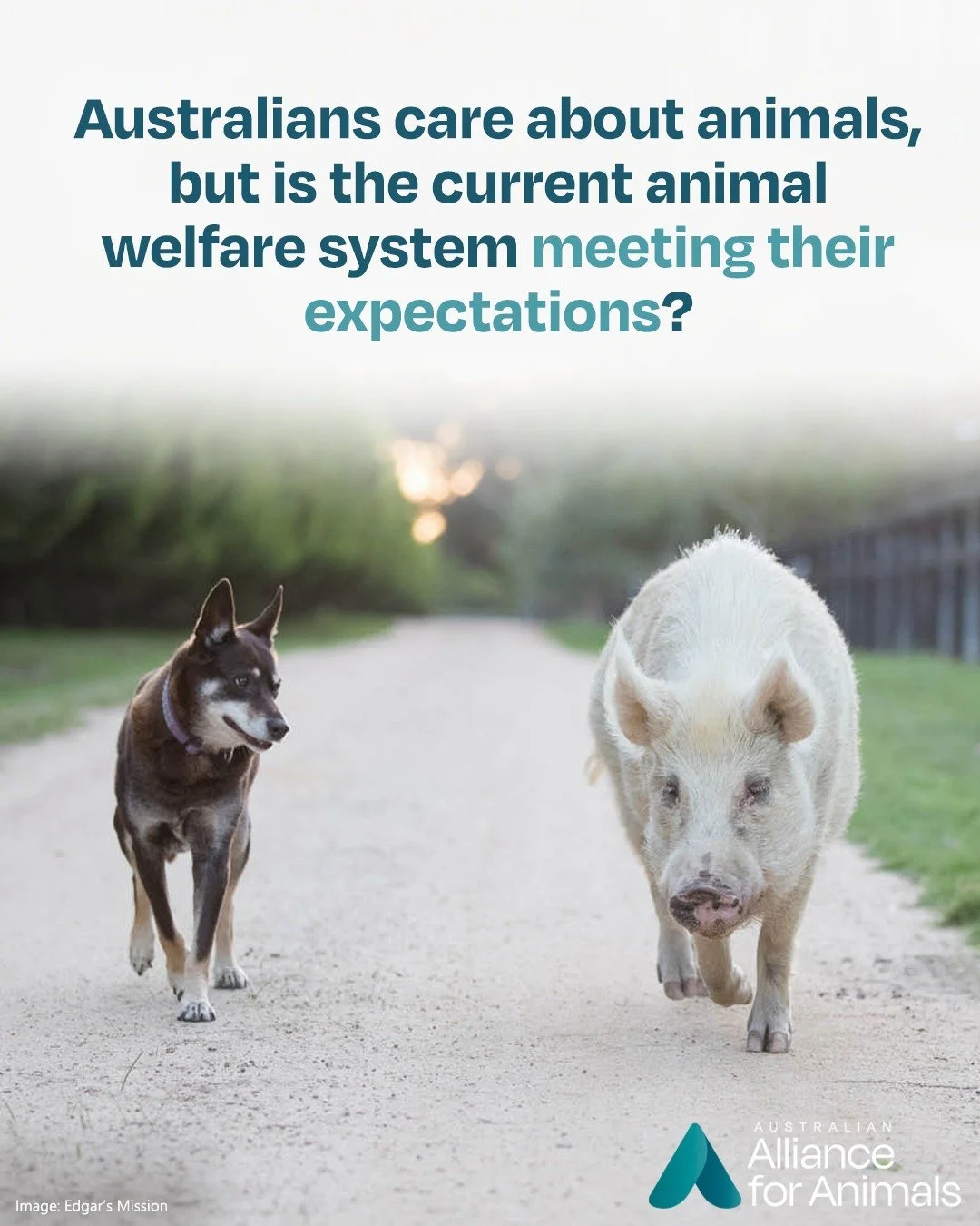 Are your animal welfare expectations being met, or is Australia&rsquo;s animal welfare system failing the very animals it is supposed to protect? 

Findings from a new national survey reveal a significant gap between community expectations and the re