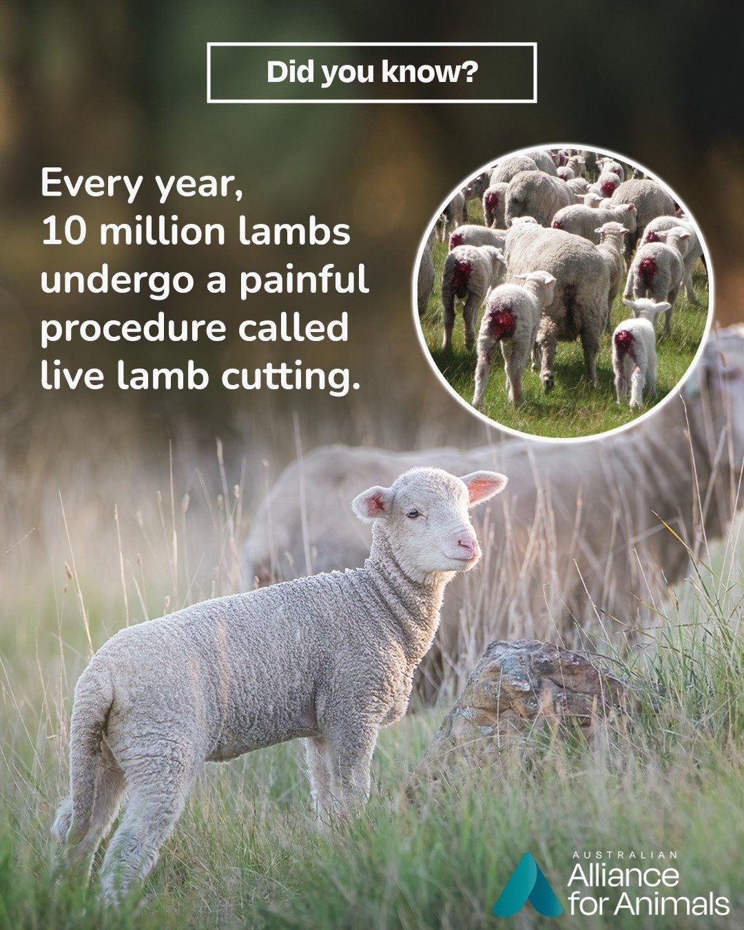 Live lamb cutting (mulesing) is a painful surgical procedure where the skin around a lamb's buttocks and tail is removed with metal shears, often without any prior pain relief. 

This cruel practice is banned in every other country, and despite avail