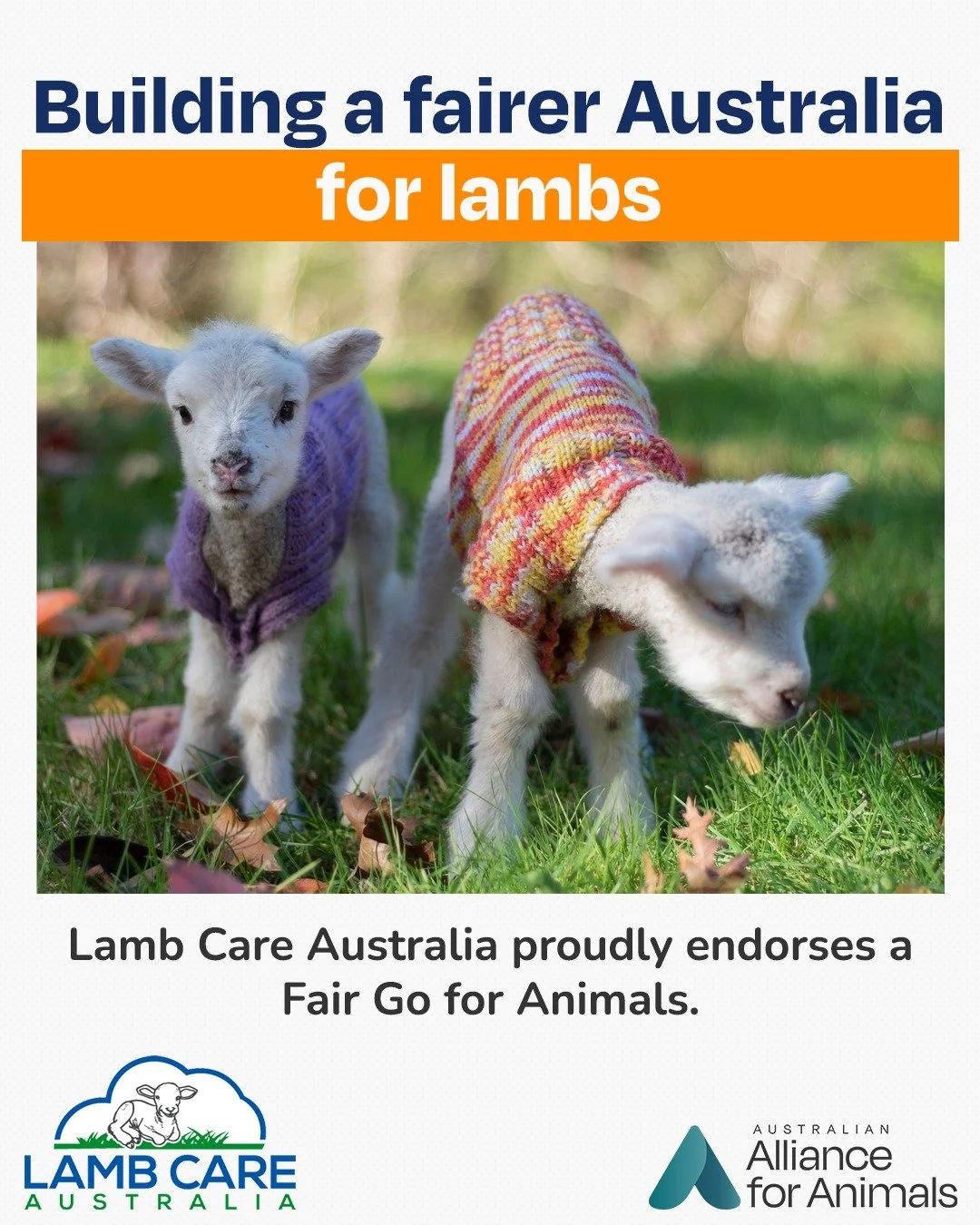 We&rsquo;re proud to welcome @lambcareaustralia as a Fair Go for Animals ally.

What began with two people opening their homes to vulnerable lambs has grown into a dedicated rescue supported by more than 50 volunteers &mdash; all working to give aban
