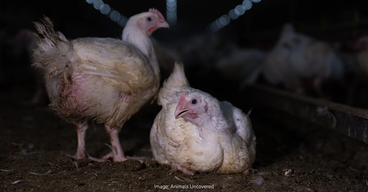 New RSPCA Certified requirements set higher bar for chicken welfare as Australians reject current industry practices