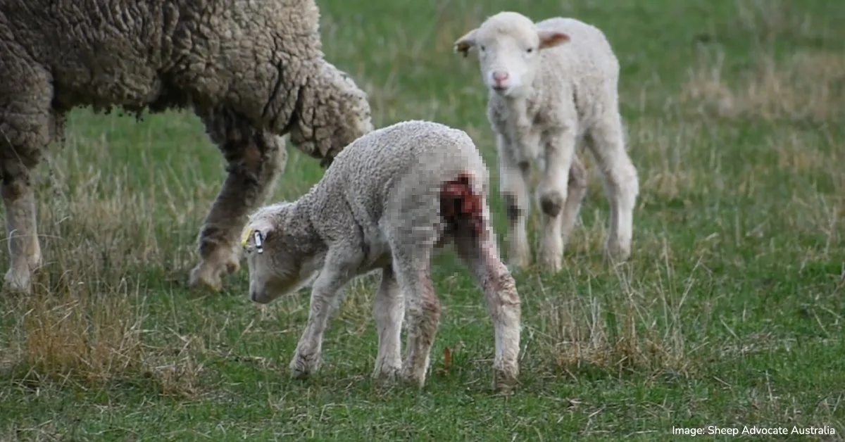 Animal protection groups welcome peak veterinary body’s call to phase out mulesing