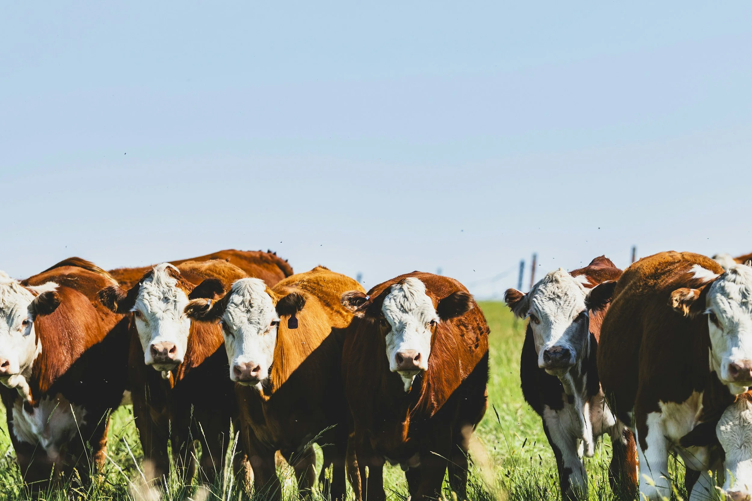 The case for a National Animal Welfare Commission