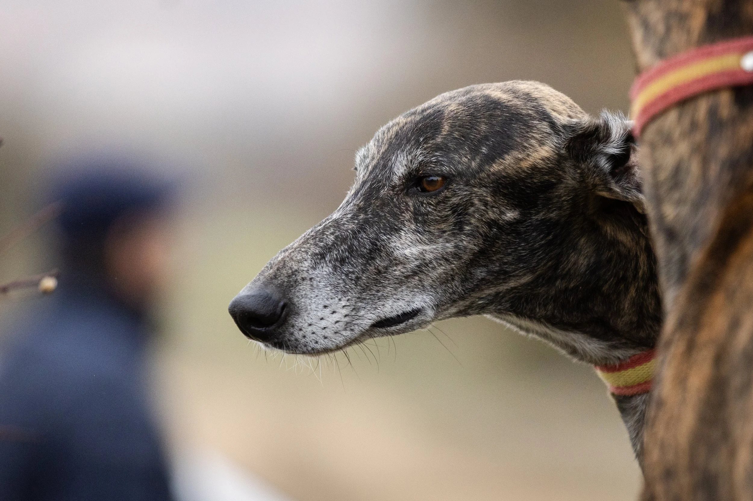 Open letter: It’s time to end greyhound racing in NSW