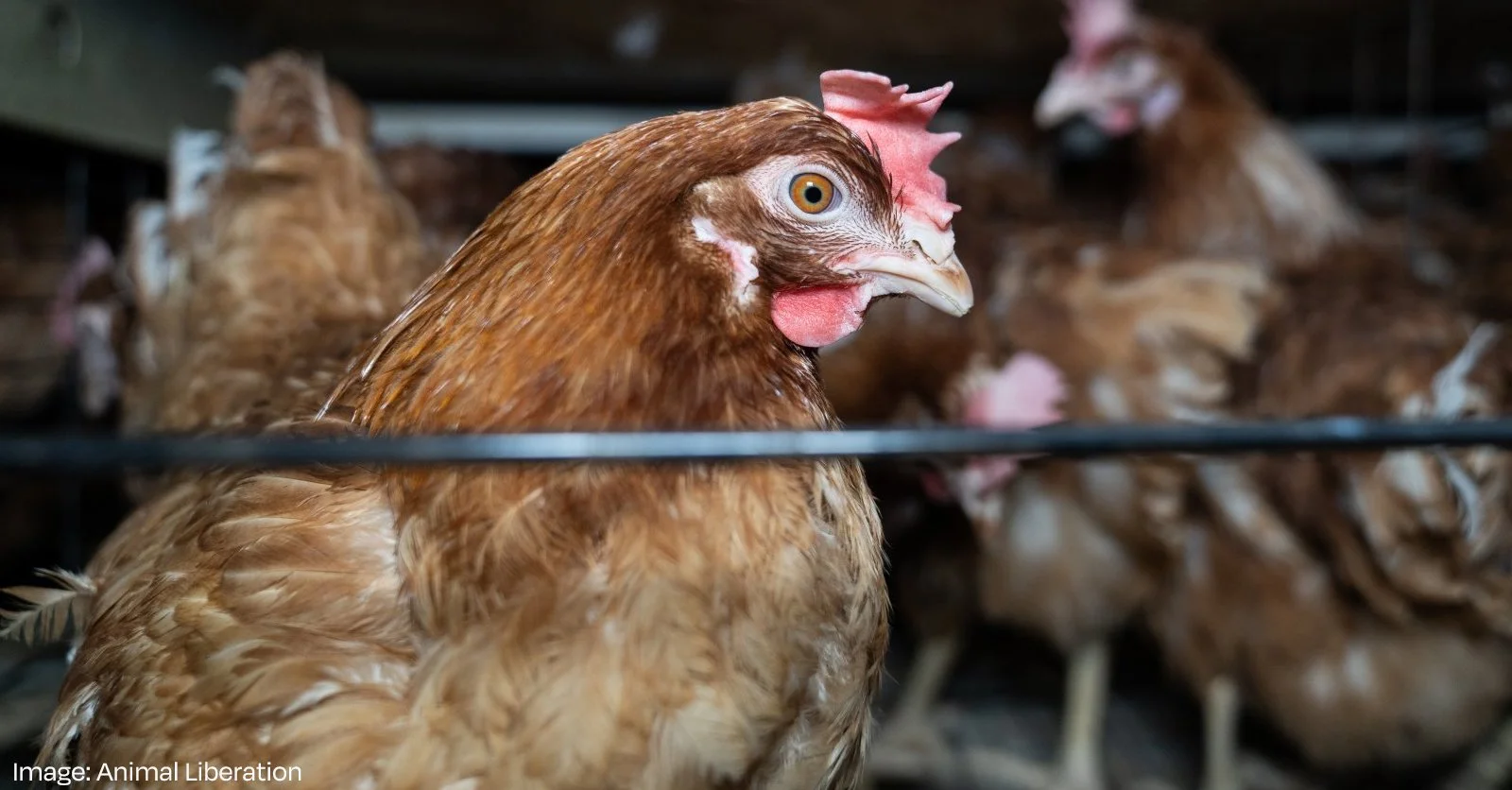 Close-up of a brown hen in cage on an egg farm, with other hens in the background.