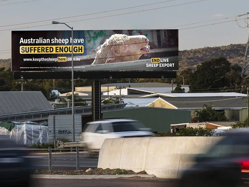 Billboard with a sheep and a message about Australian sheep suffering, promoting sheep export. Cars are driving on a highway below the billboard.