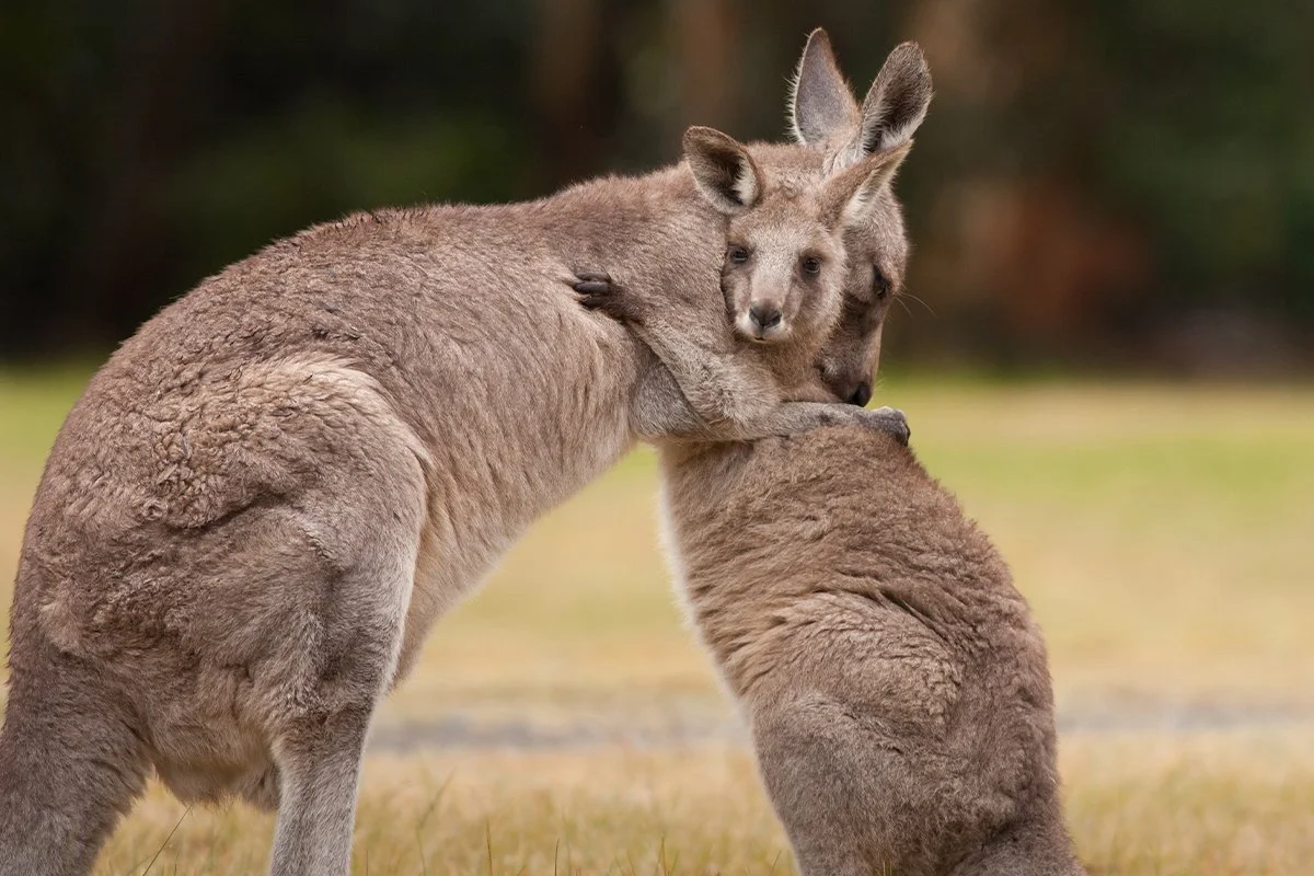 A kangaroo hugging a joey in a grassy field.