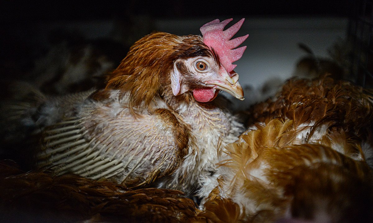Australia is banning battery cages by 2036 – but it needs to happen sooner  — Australian Alliance for Animals