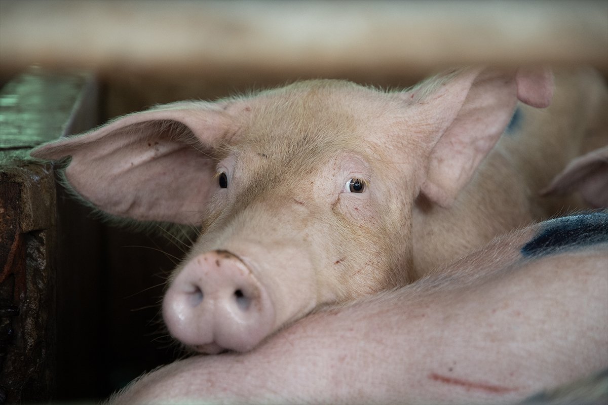 Close up for a pig on a farm.