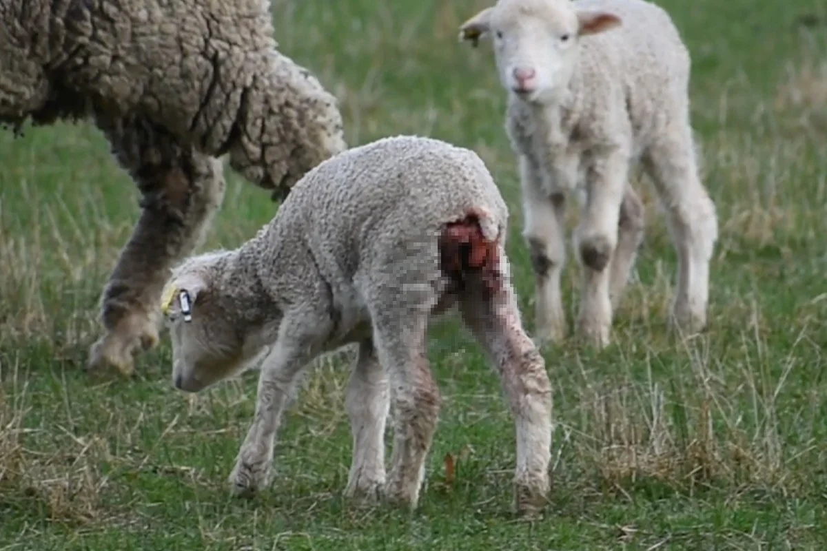 A lamb in a paddock after undergoing painful live lamb cutting.