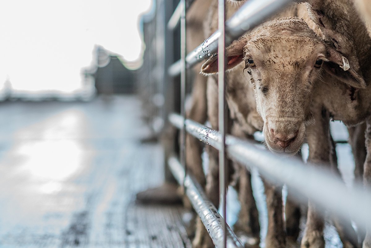 Why Australia needs a national animal welfare commission — Australian Alliance for Animals Why Australia needs a national animal welfare commission — Australian Alliance for Animals