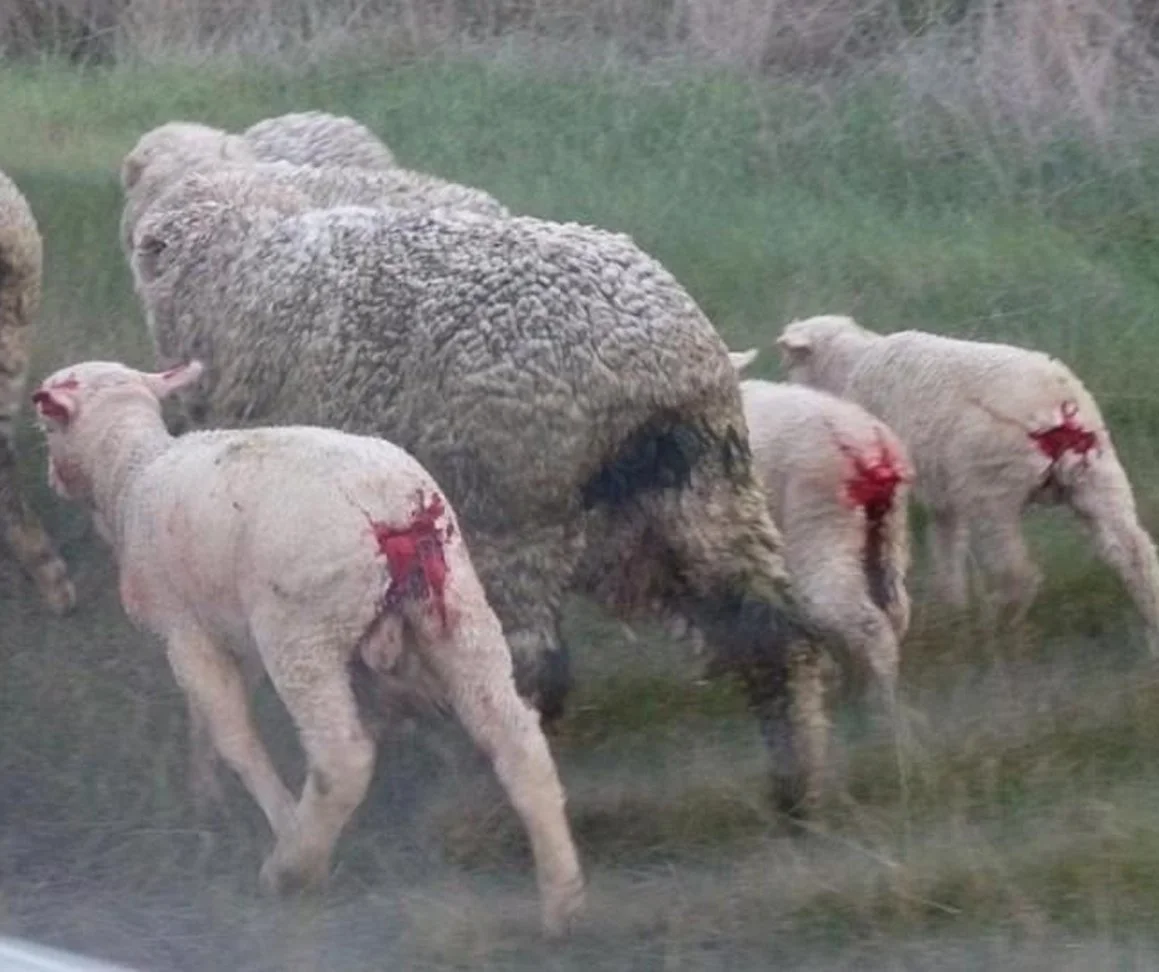 Three lambs who have a bloody backside after undergoing live lamb cutting, walking in a grassy field next to a sheep.