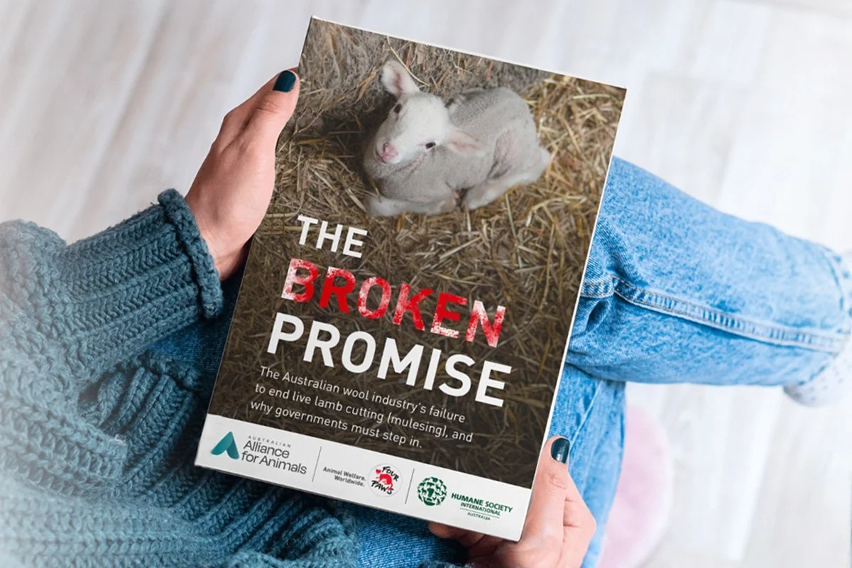 The wool industry’s broken promise — Australian Alliance for Animals