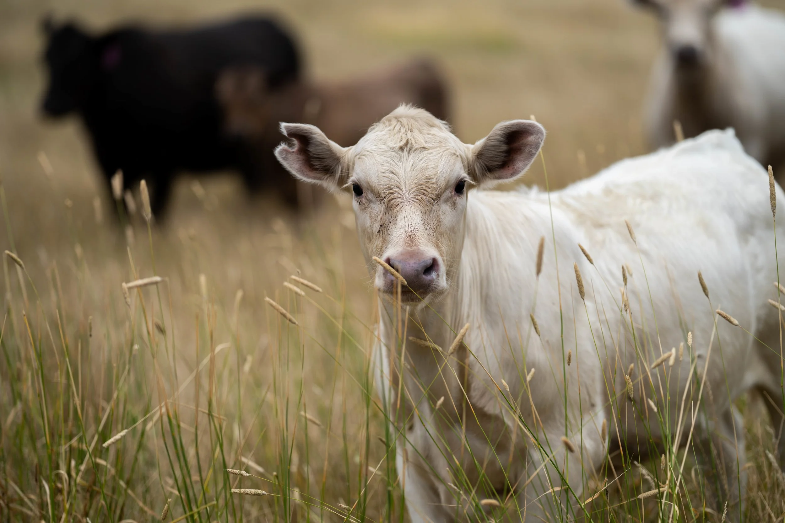 A white calf standing in tall grass with a blurred black cow and other animals in the background.