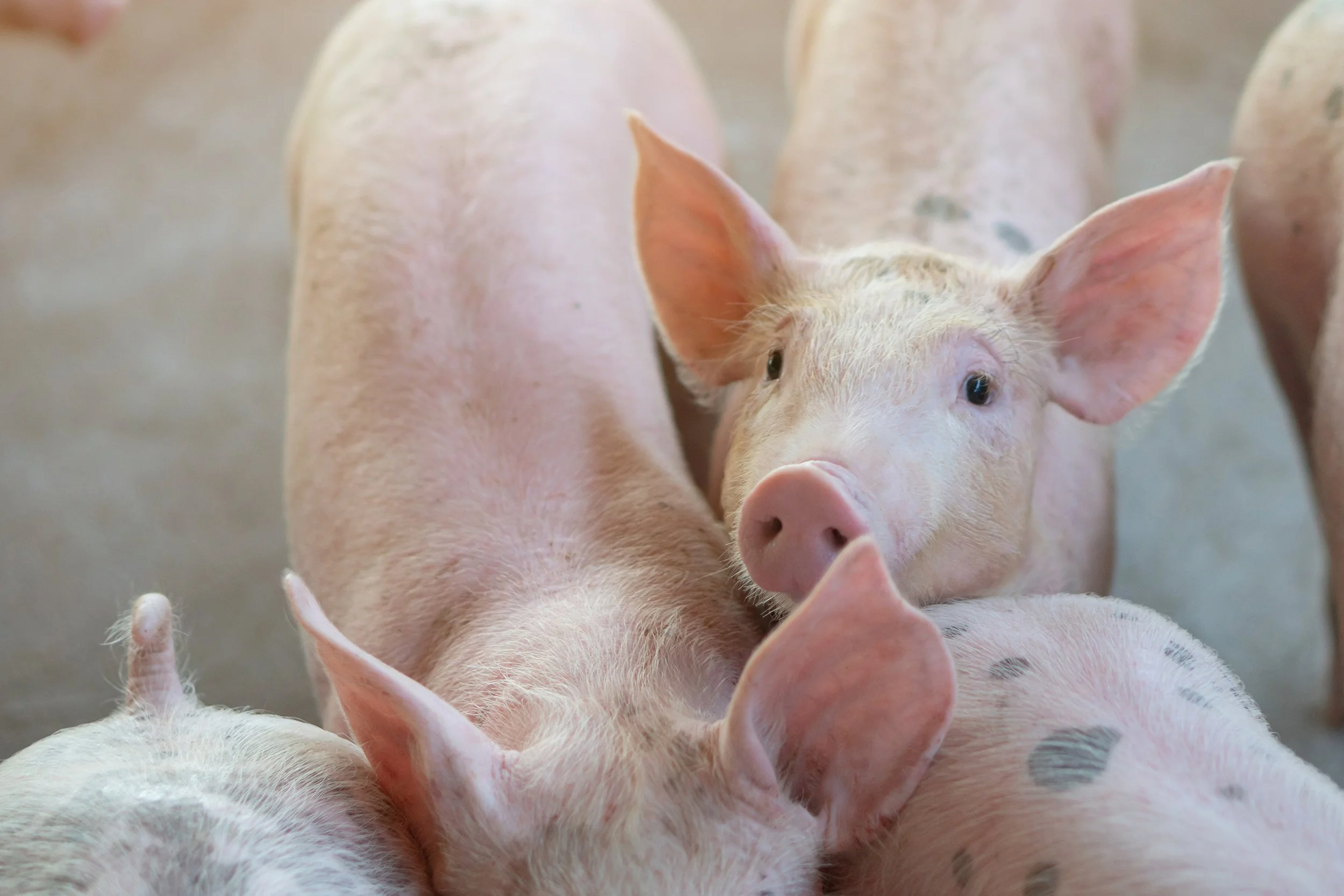 Close up of a young piglet standing on concrete floor. They are looking directly into the camera with hopeful eyes.