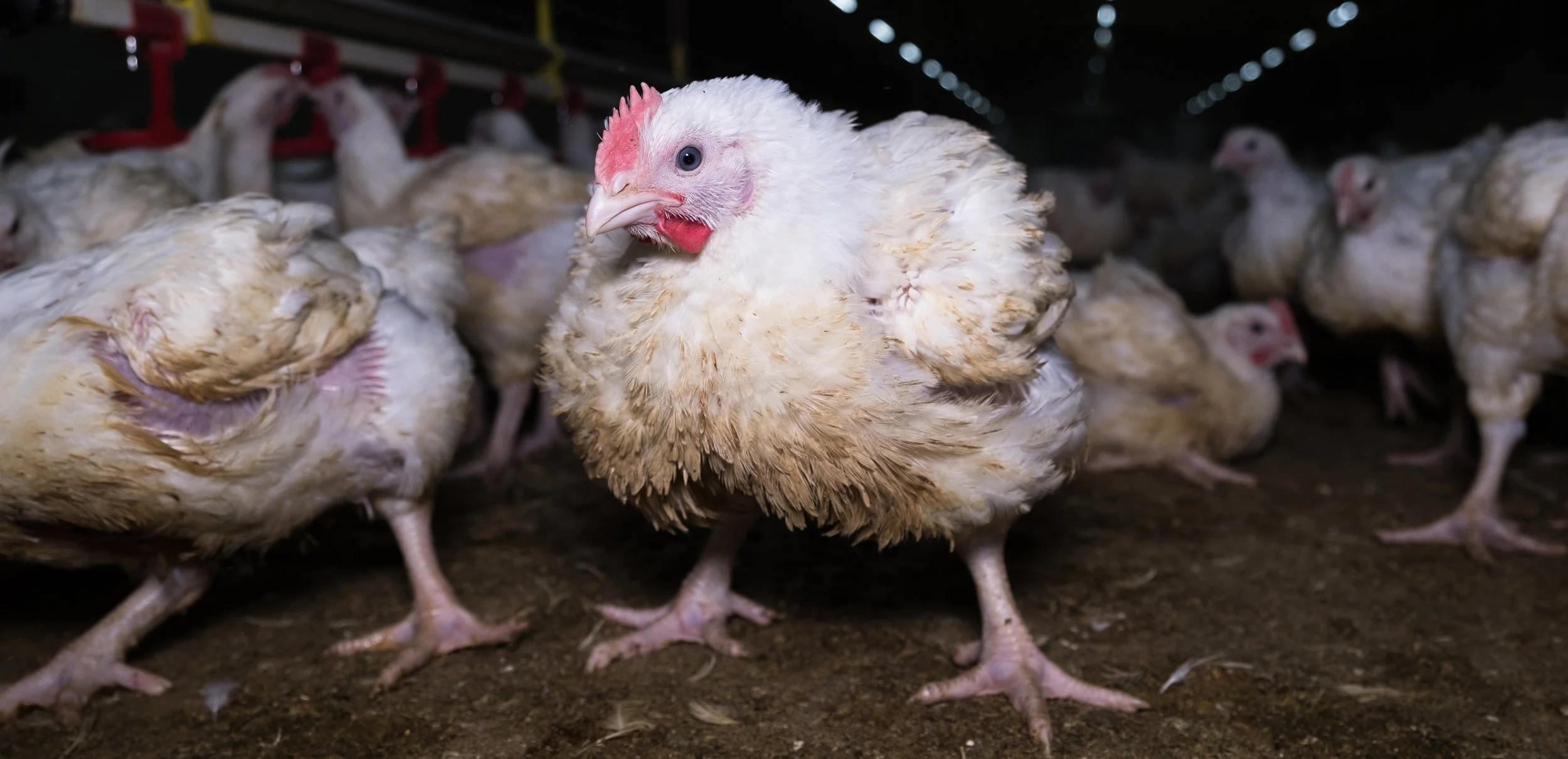 Close up of a meat chicken on an Australian farm - Animals Uncovered