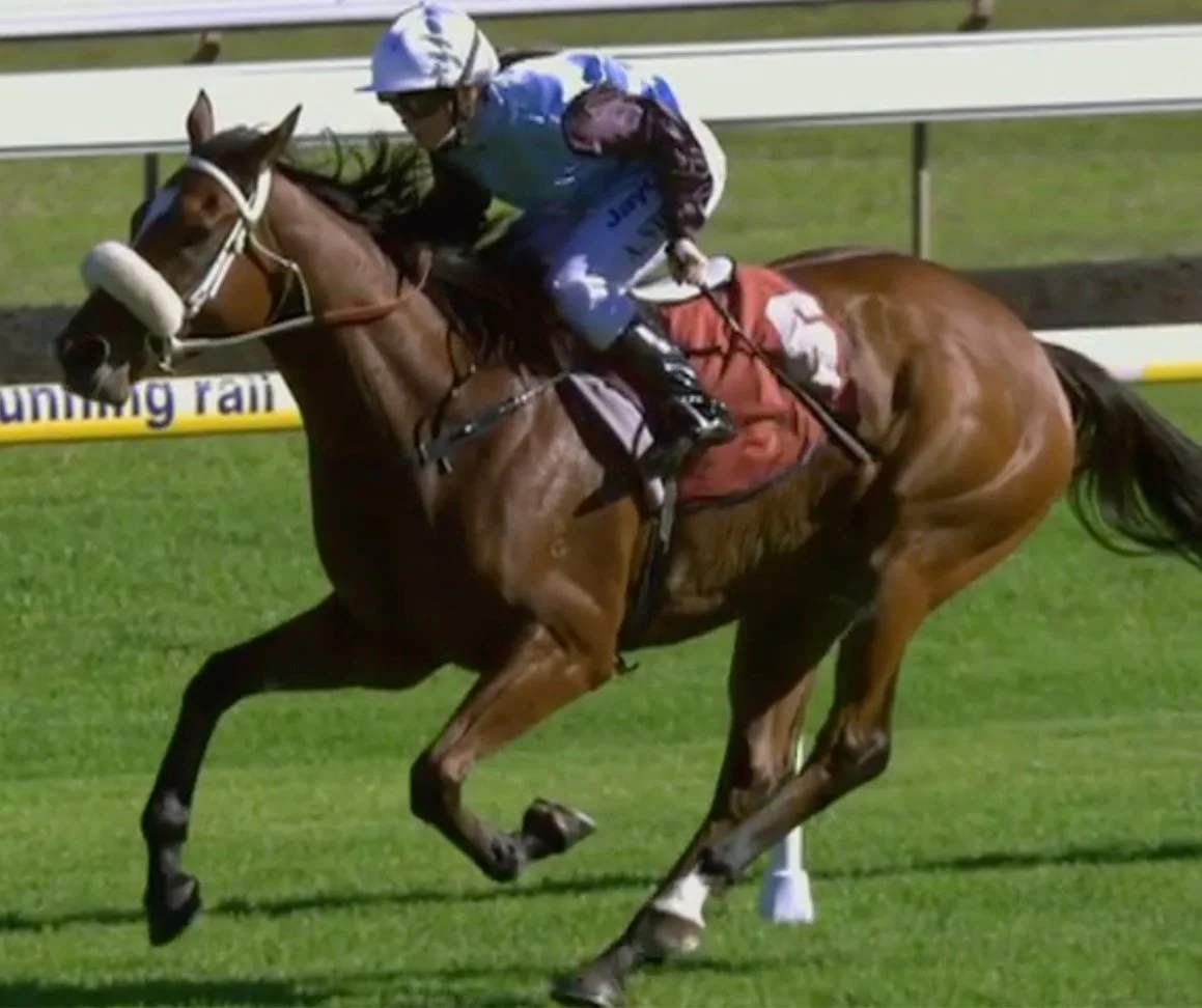 A brown horse being whipped by a jockey during a race. The whip is indented in the horse's side.