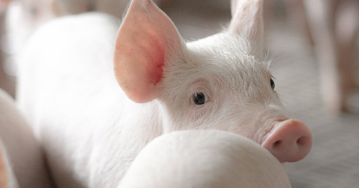 Standing up for a Fair Go for Animals