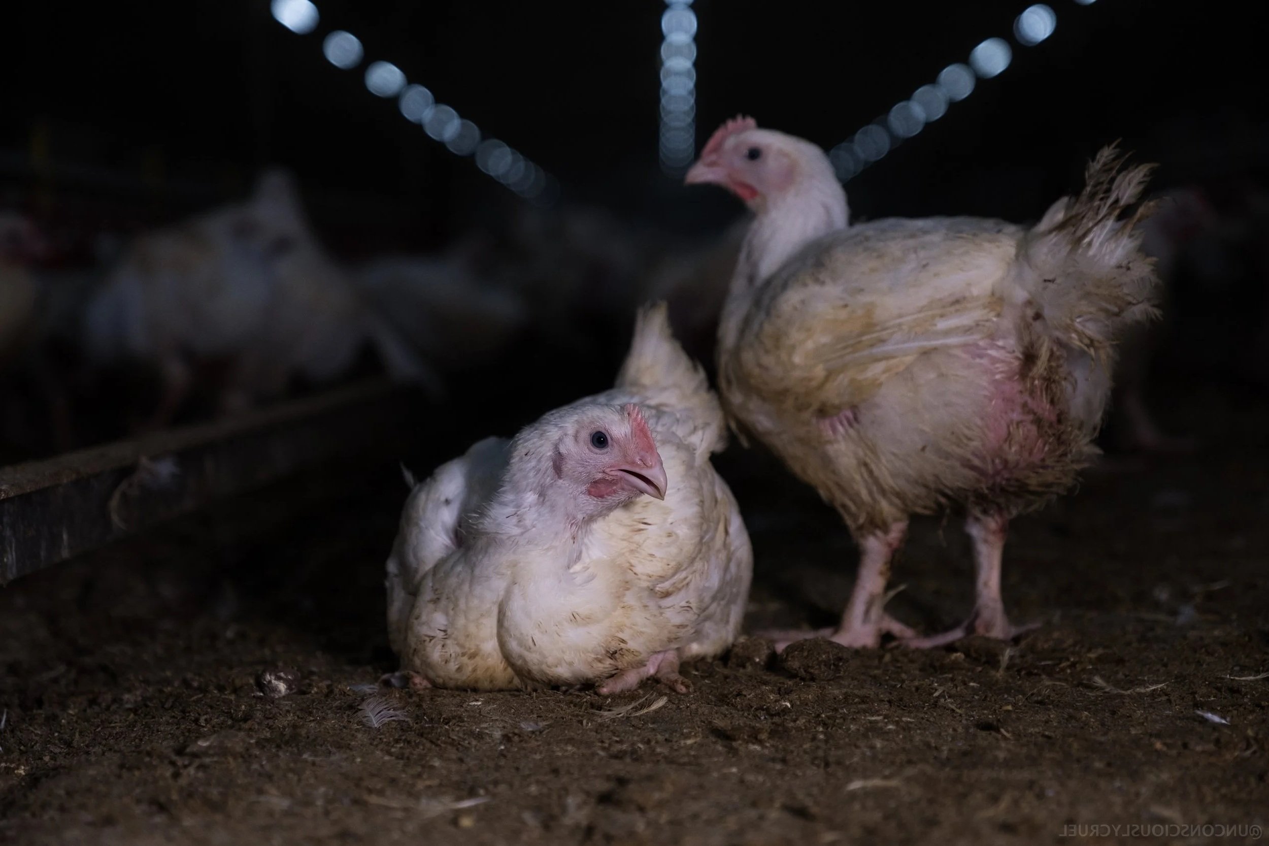 Close up of a chicken inside an Australian shed.